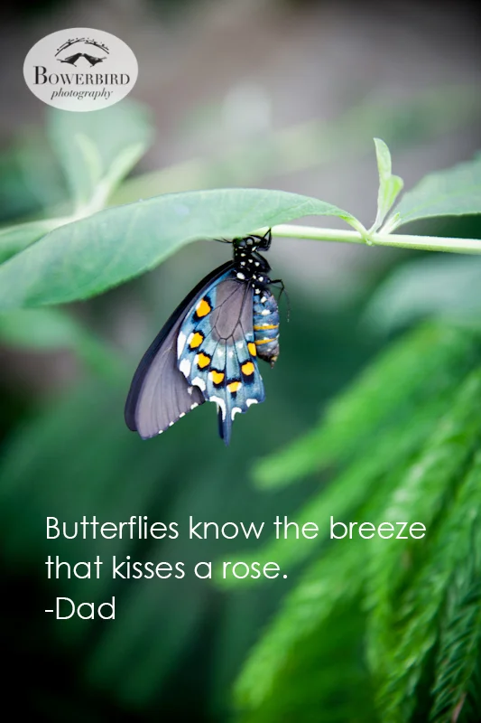 A butterfly in the Conservatory of Flowers in San Francisco. © Bowerbird Photography 2013.