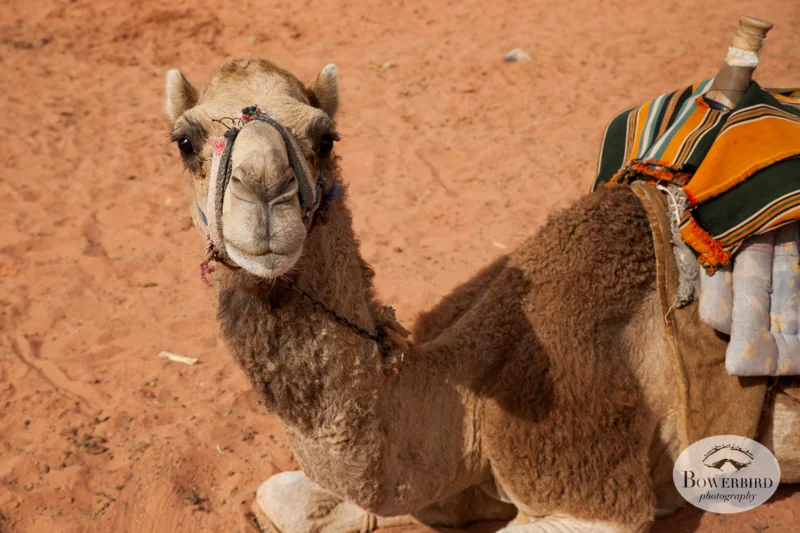 Wadi Rum, Jordan. © Bowerbird Photography, 2014