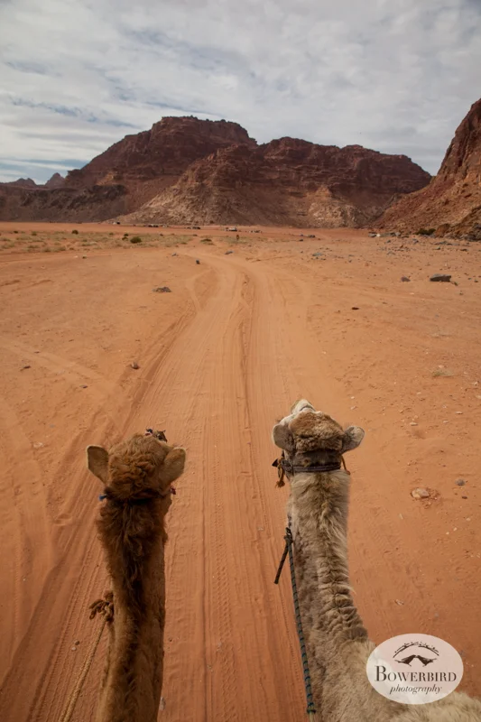 Wadi Rum, Jordan. © Bowerbird Photography, 2014