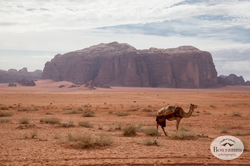 Wadi Rum, Jordan. © Bowerbird Photography, 2014