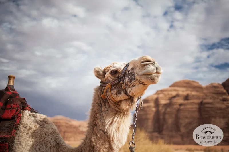 Wadi Rum, Jordan. © Bowerbird Photography, 2014