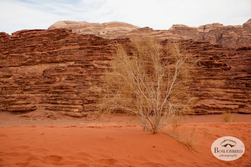 Wadi Rum, Jordan. © Bowerbird Photography, 2014