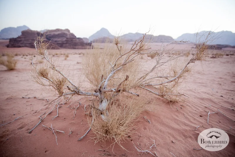 Wadi Rum, Jordan. © Bowerbird Photography, 2014