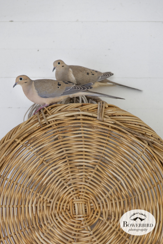 Nesting mourning doves. © Bowerbird Photography, 2014