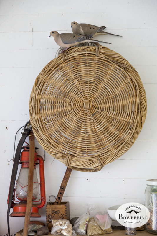 Nesting mourning doves. © Bowerbird Photography, 2014
