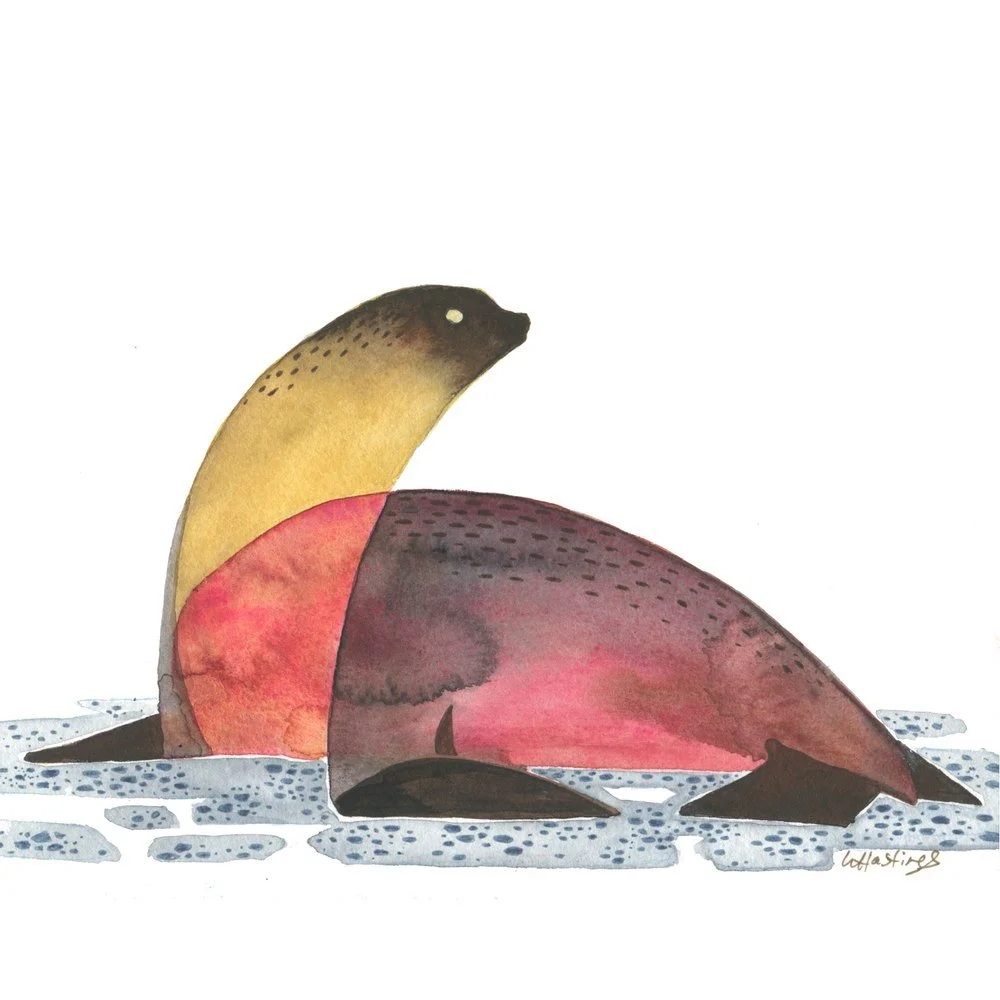 A solitary sea lion resting on the shore, scanning the horizon for circling sharks.