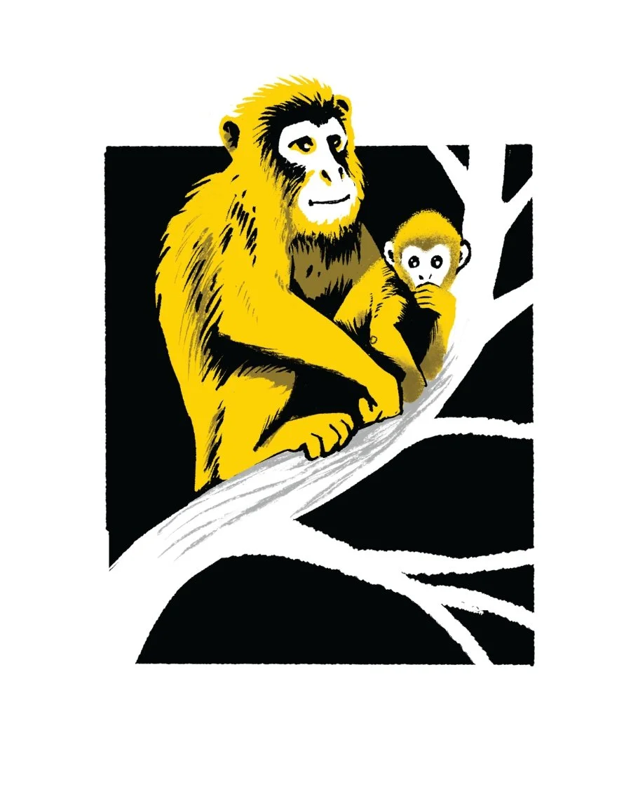 Animal Kingdom-monkey.jpg