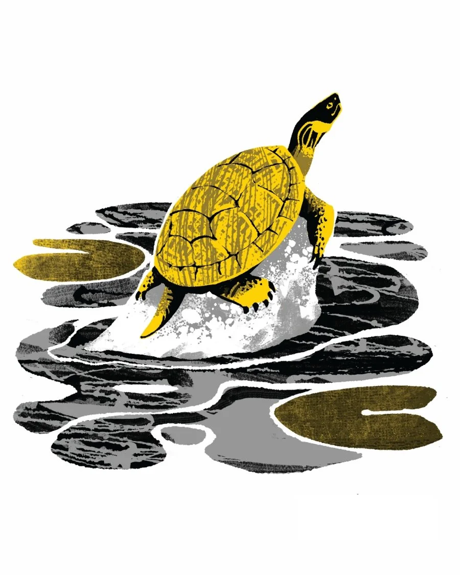 Animal Kingdom-Turtle.jpg