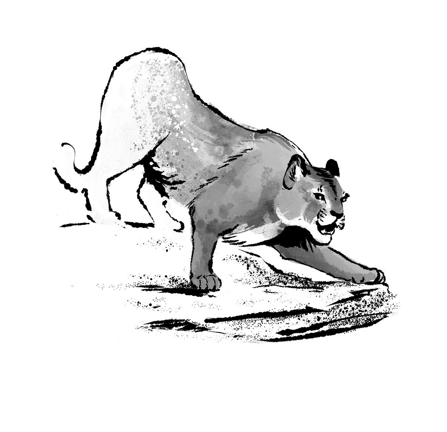 WC Cougar-web.jpg