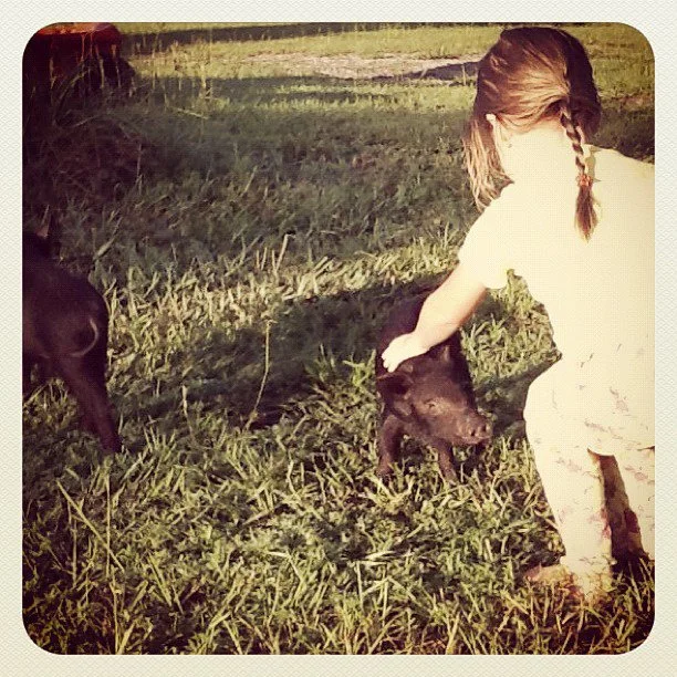 August 2012: The piglets love all the attention they are getting.