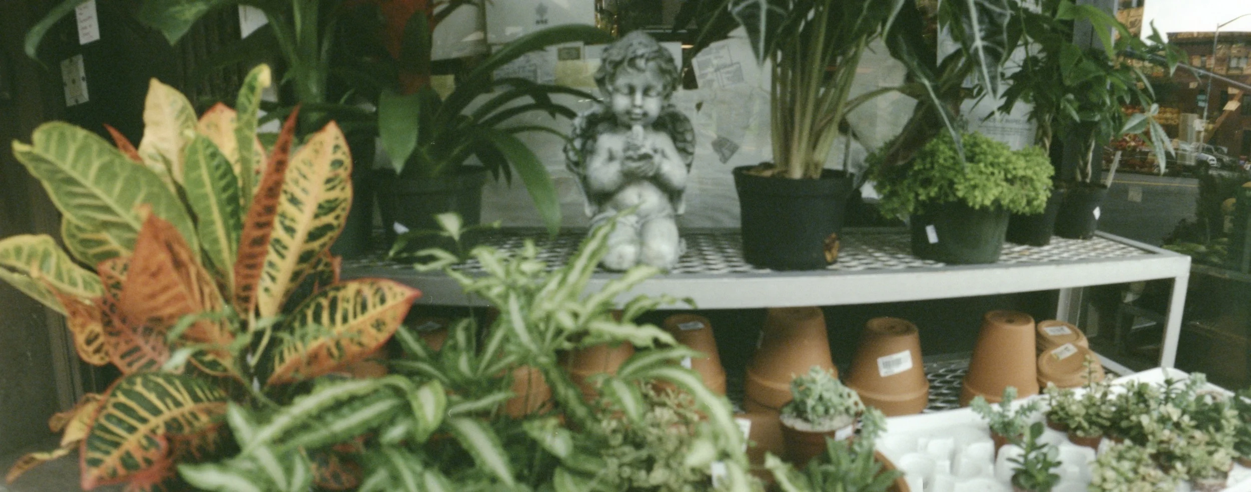 Jan 2014 Scan_plants.jpeg