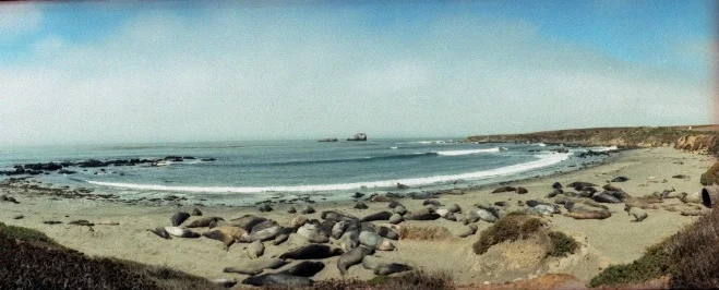  Elephant sea lions on the California coast, Horizon Perfekt, 35mm
