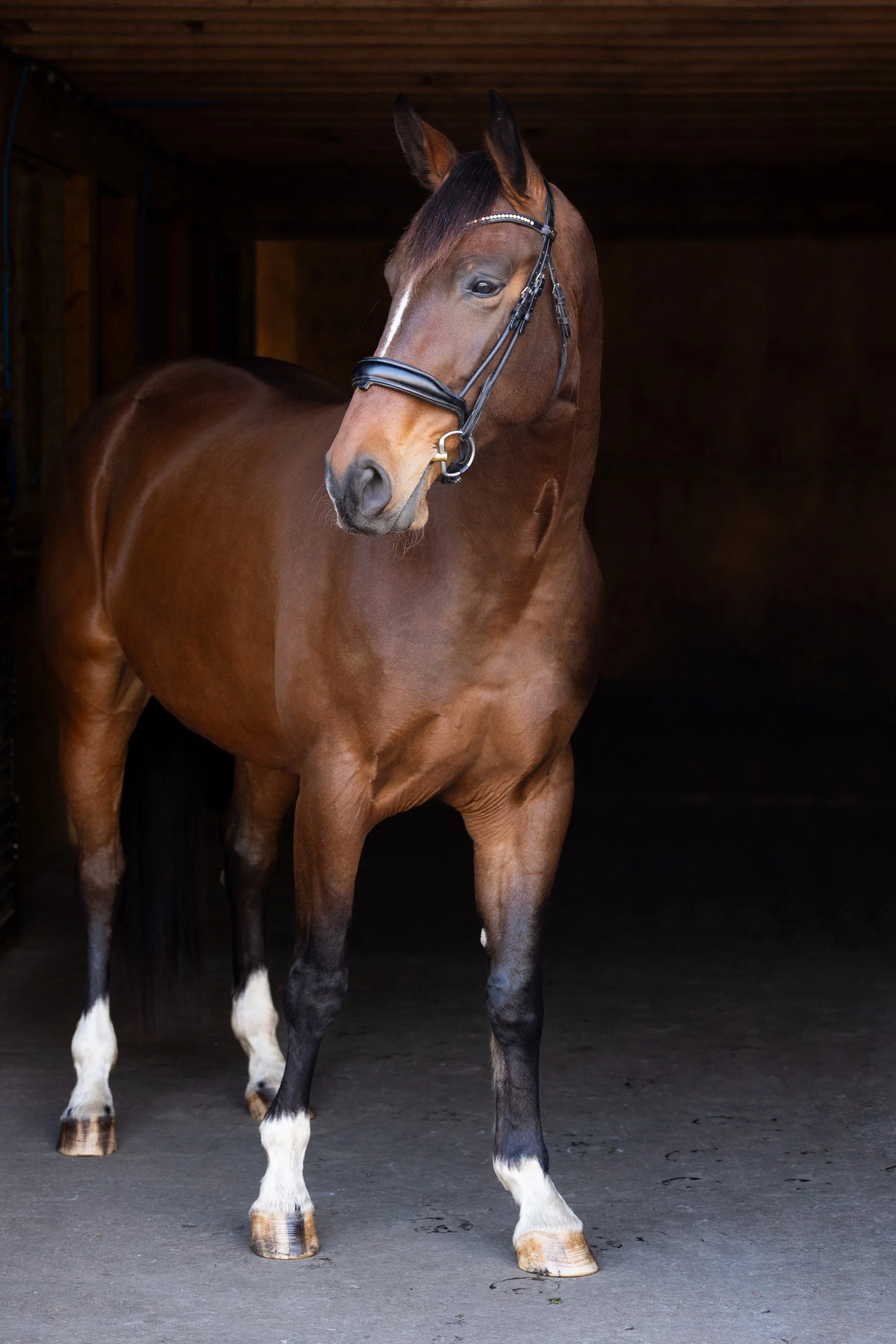 fancy pants horse portrait