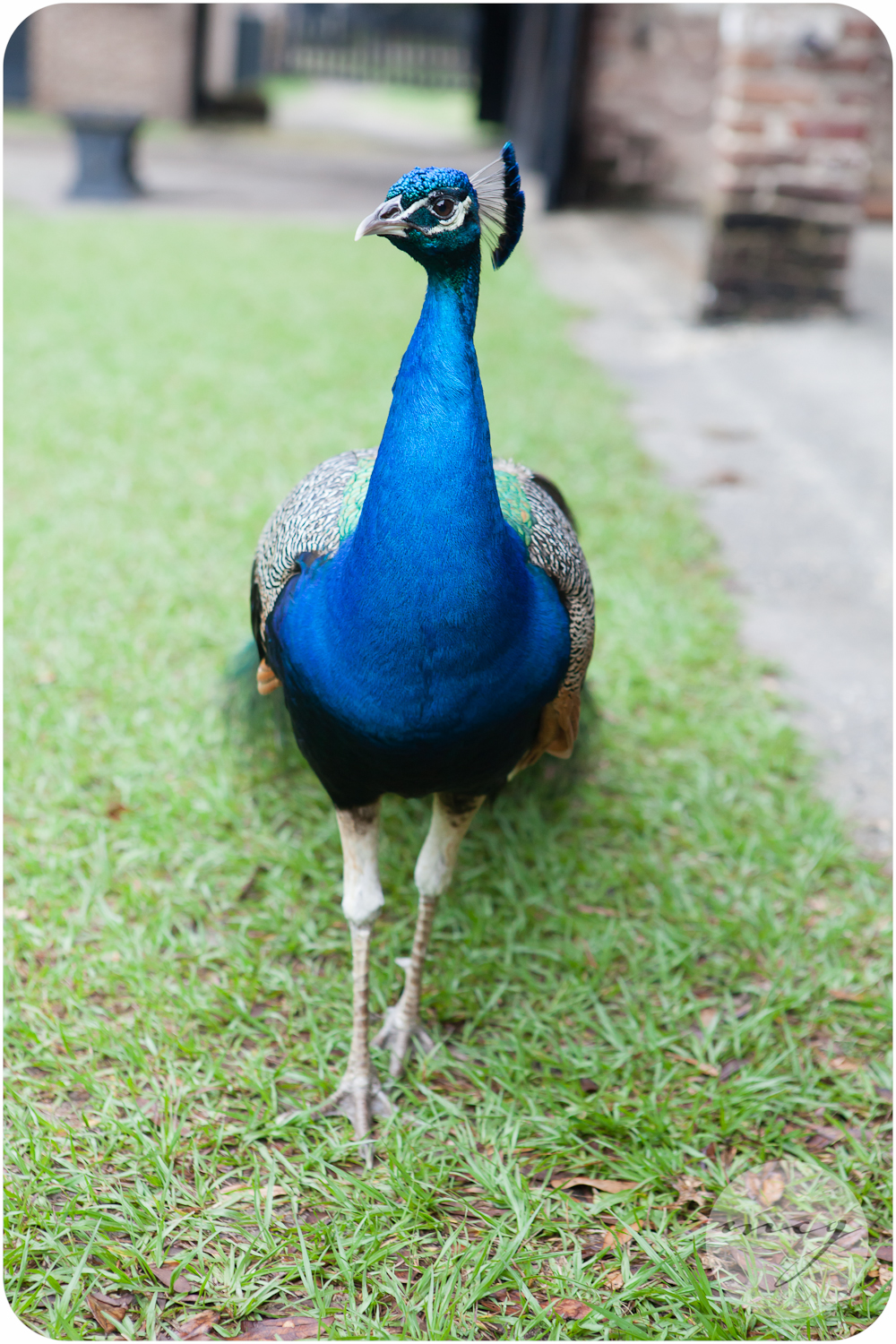 Middleton Place SC Event Photography