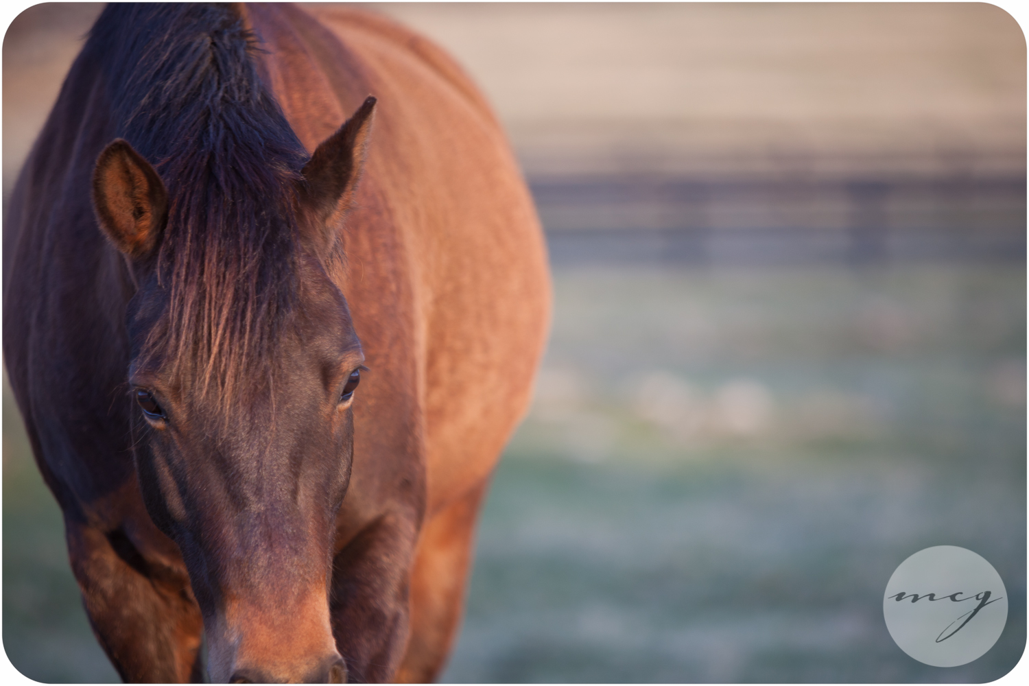 Charleston SC Equine Photography