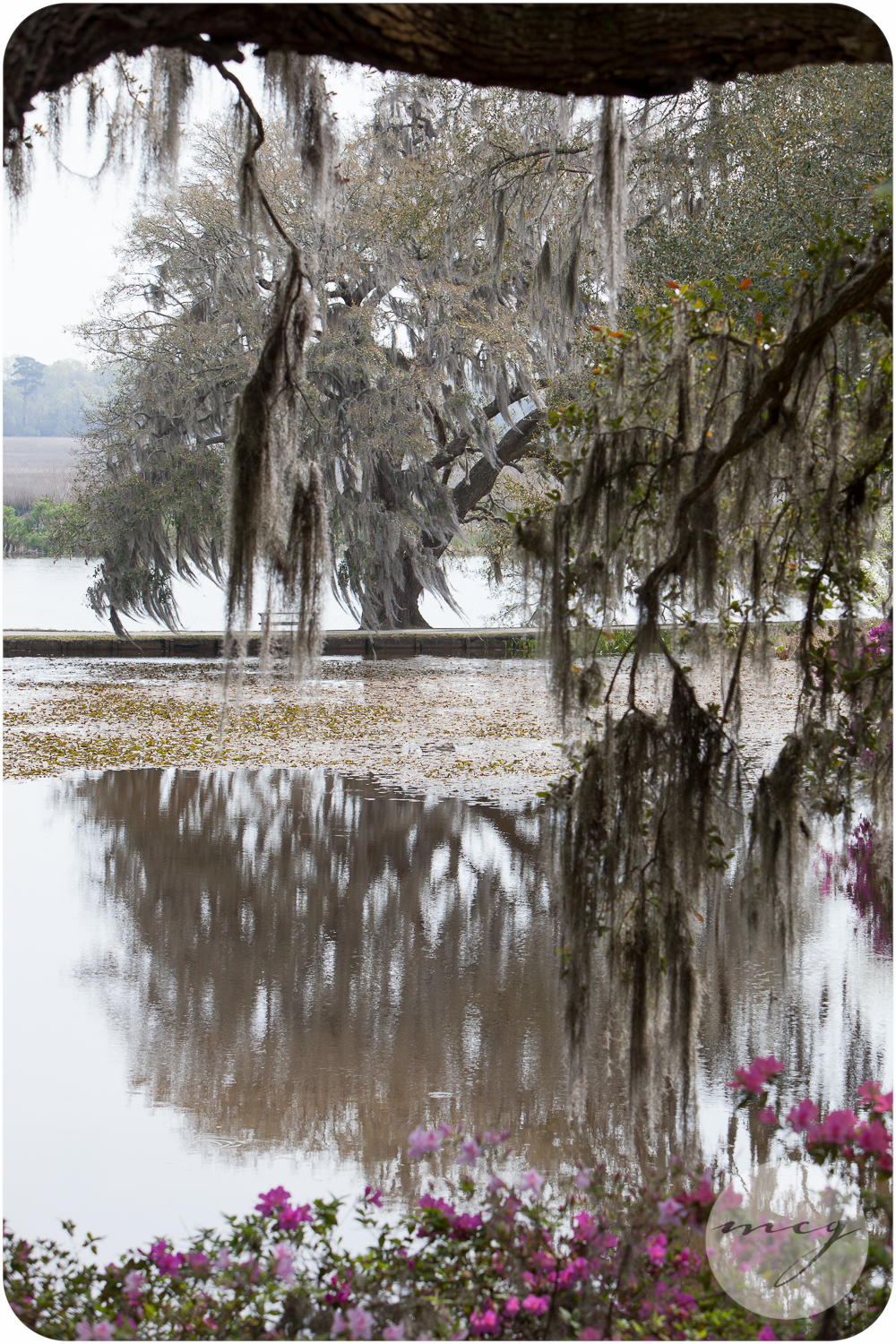 Middleton Place Images