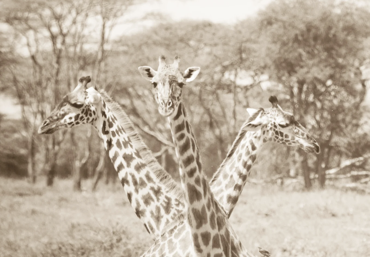 Africa through the lens
