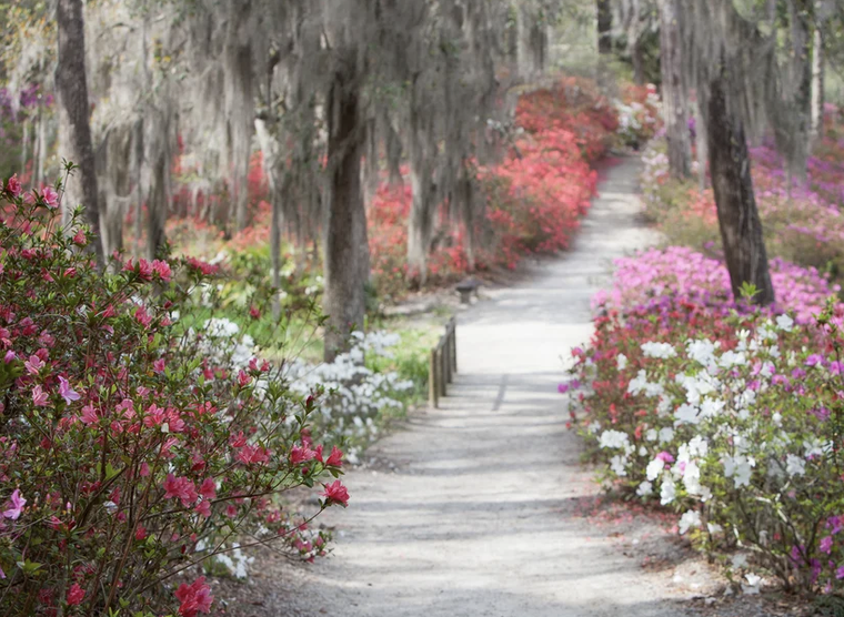 Middleton Place: In Bloom