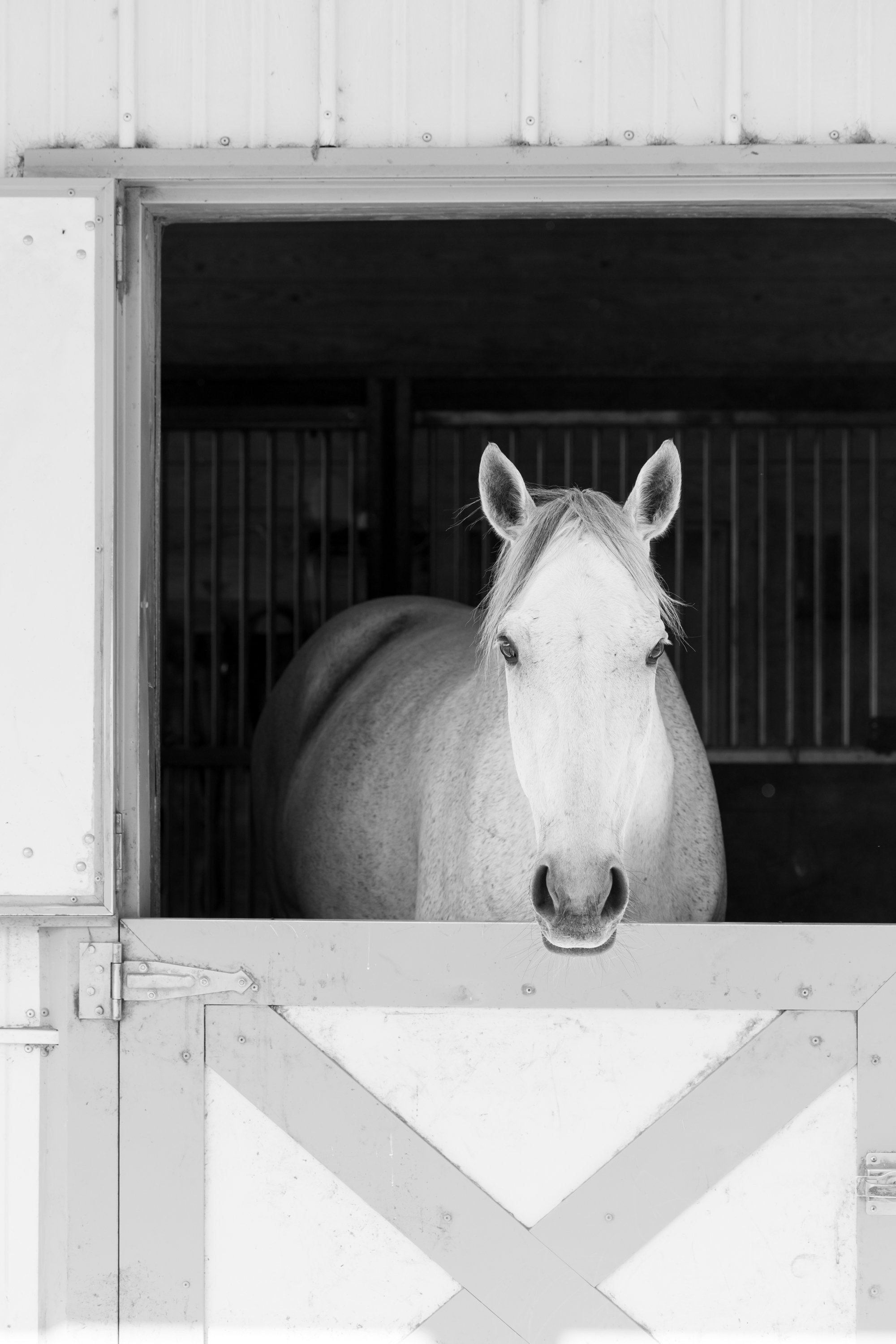 grey mare portrait at the barn