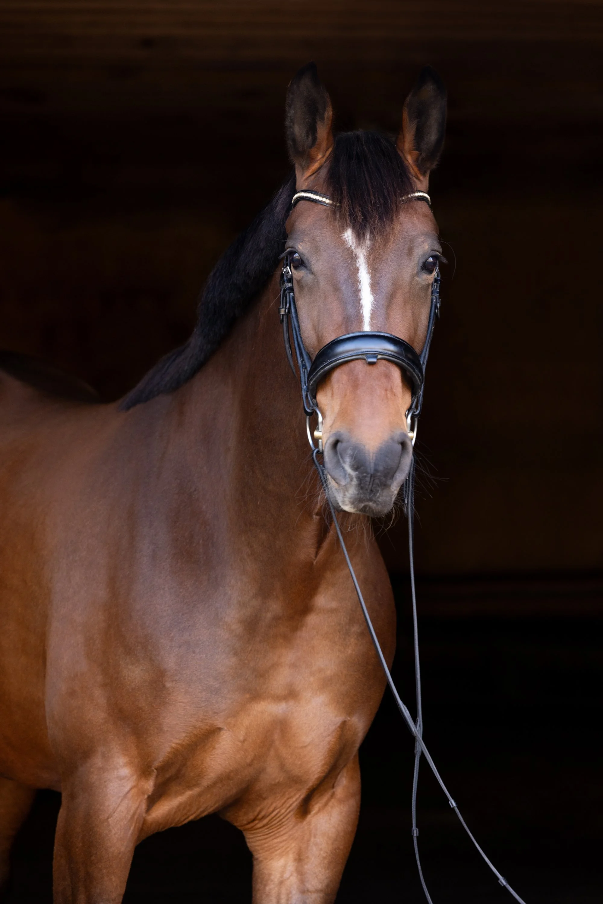 bay horse portrait wearing bridle
