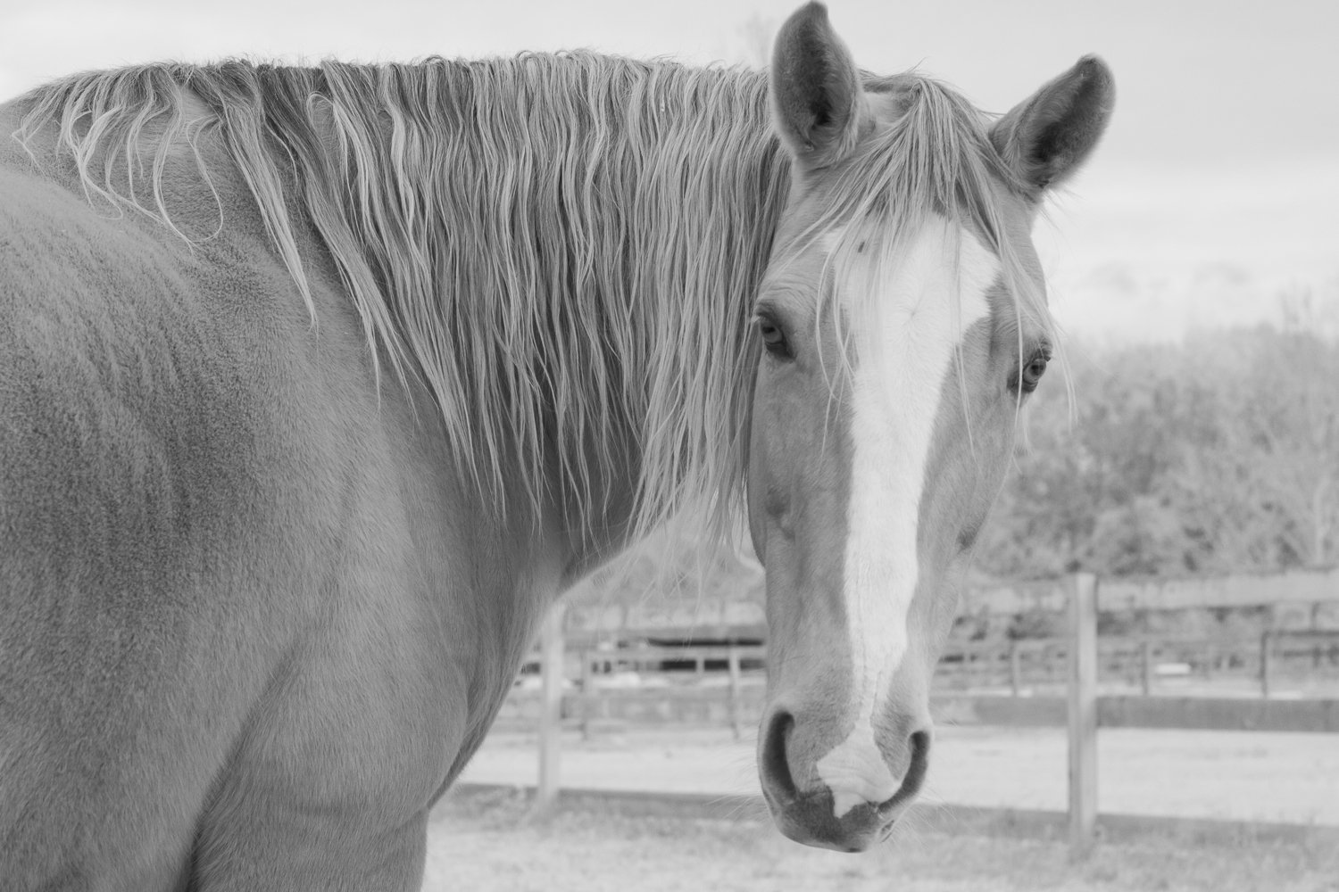 infared horse portrait