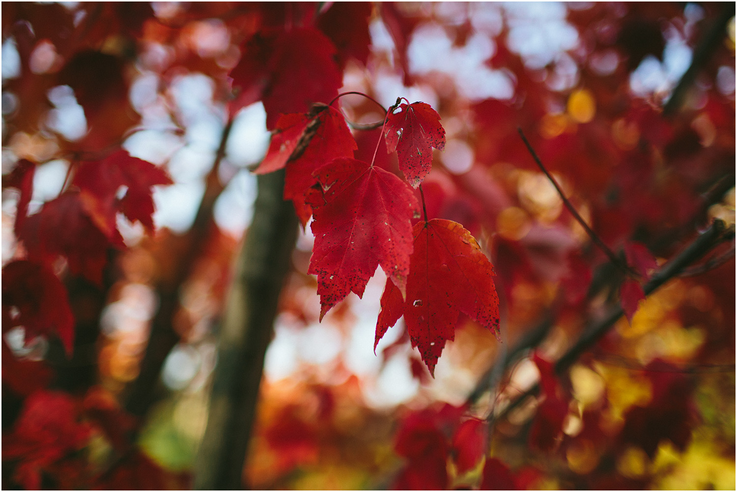 Beautiful nature! Cleveland Engagement Photographer