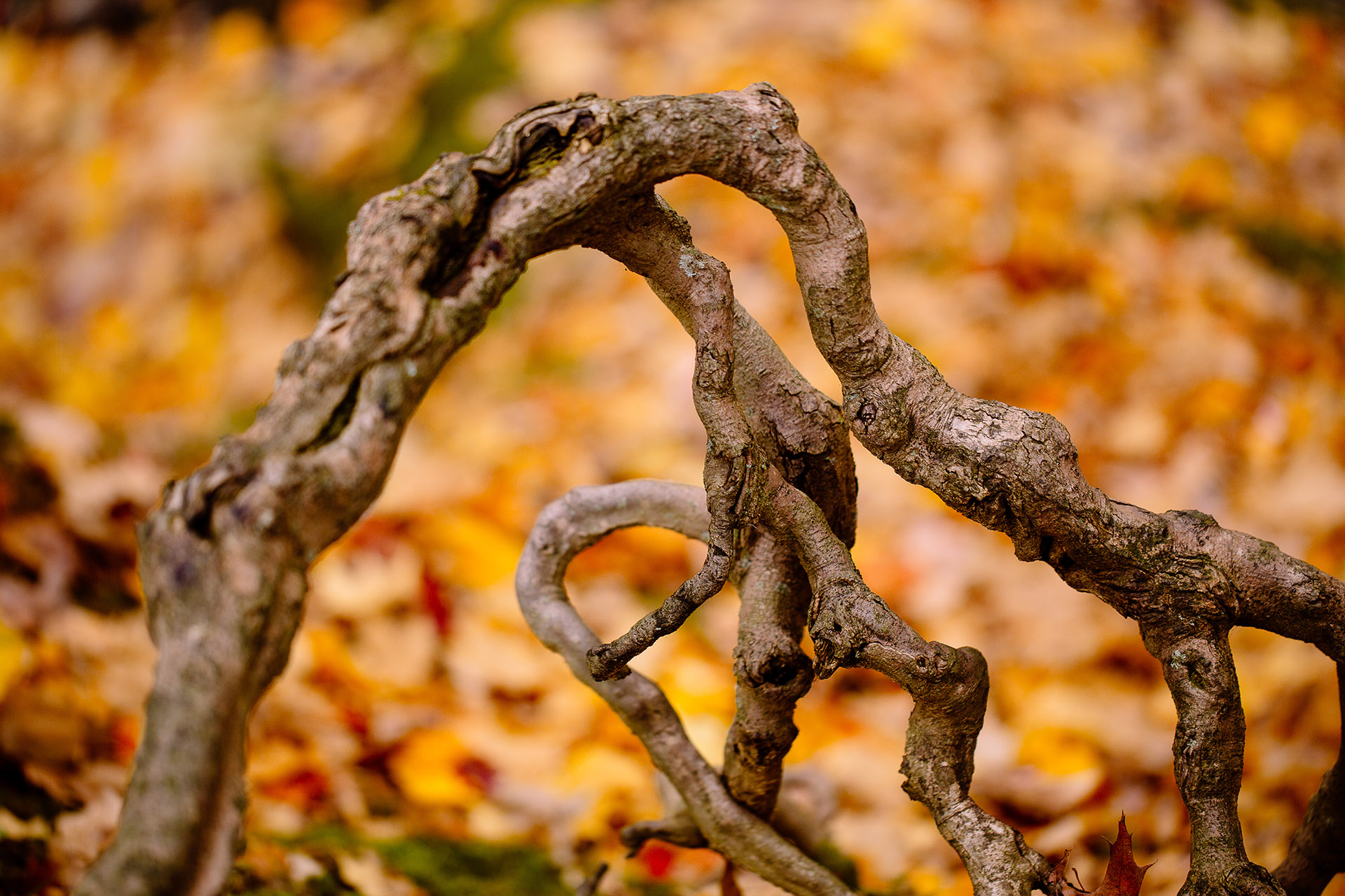 Olmsted Falls Autumn Engagement Photographer 12.jpg