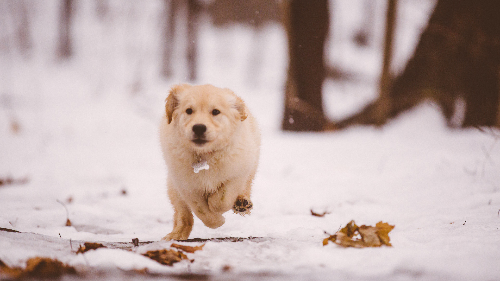 Winter Engagement Session with an Adorable Puppy in Cleveland 03.jpg
