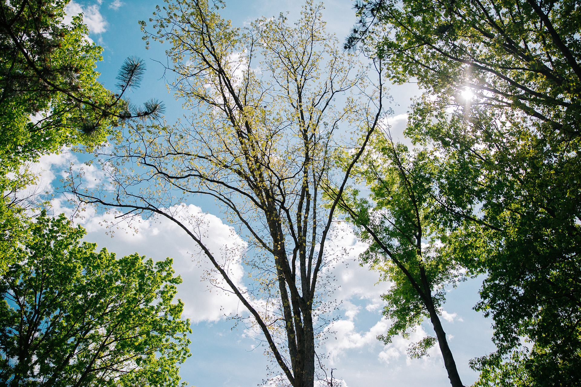 Succop Conservancy Pittsburgh Wedding Photographer Outside Summer Wedding 53.jpg