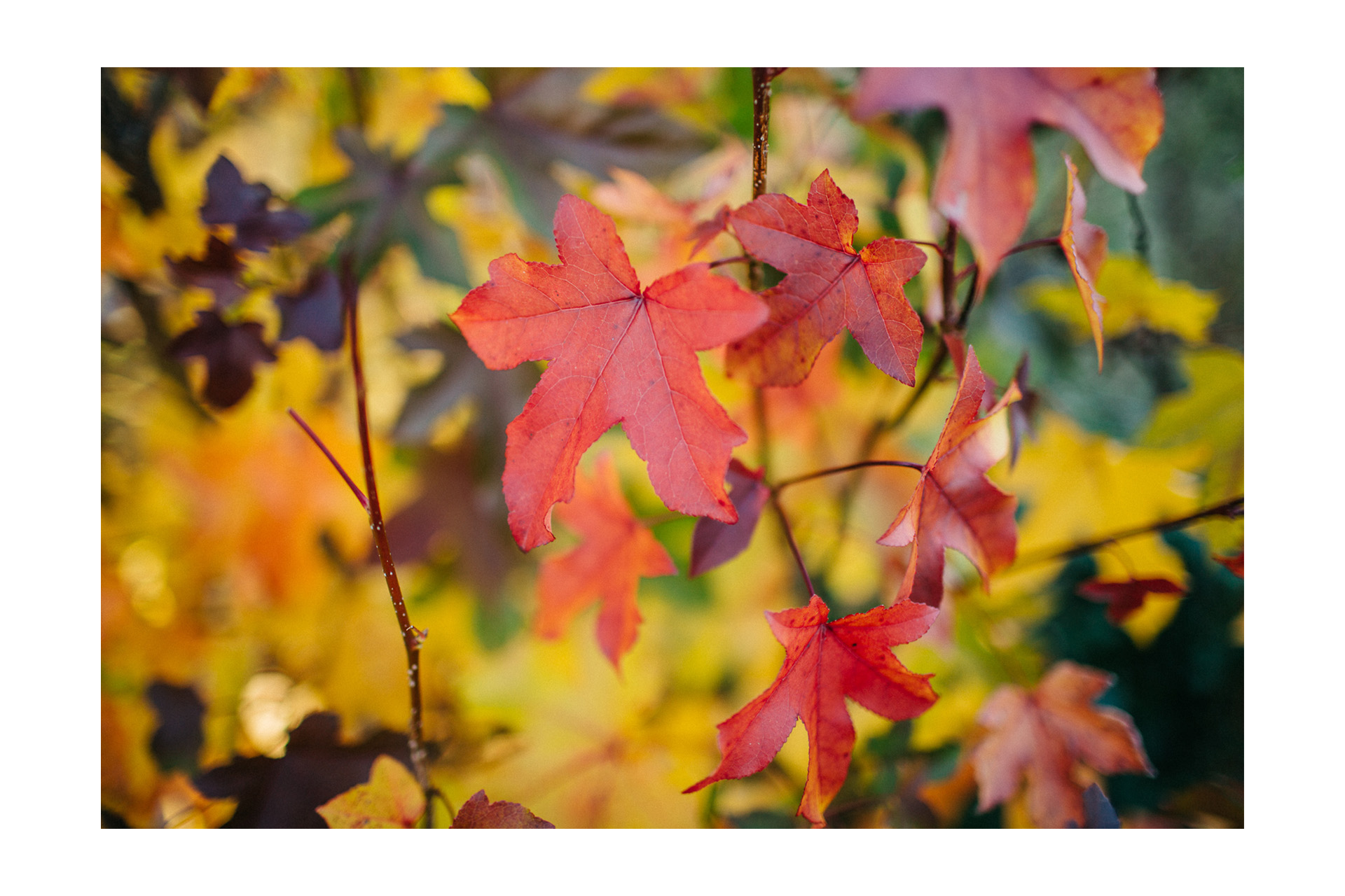 Fall Engagement Session at the Cleveland Metro Parks 04.jpg