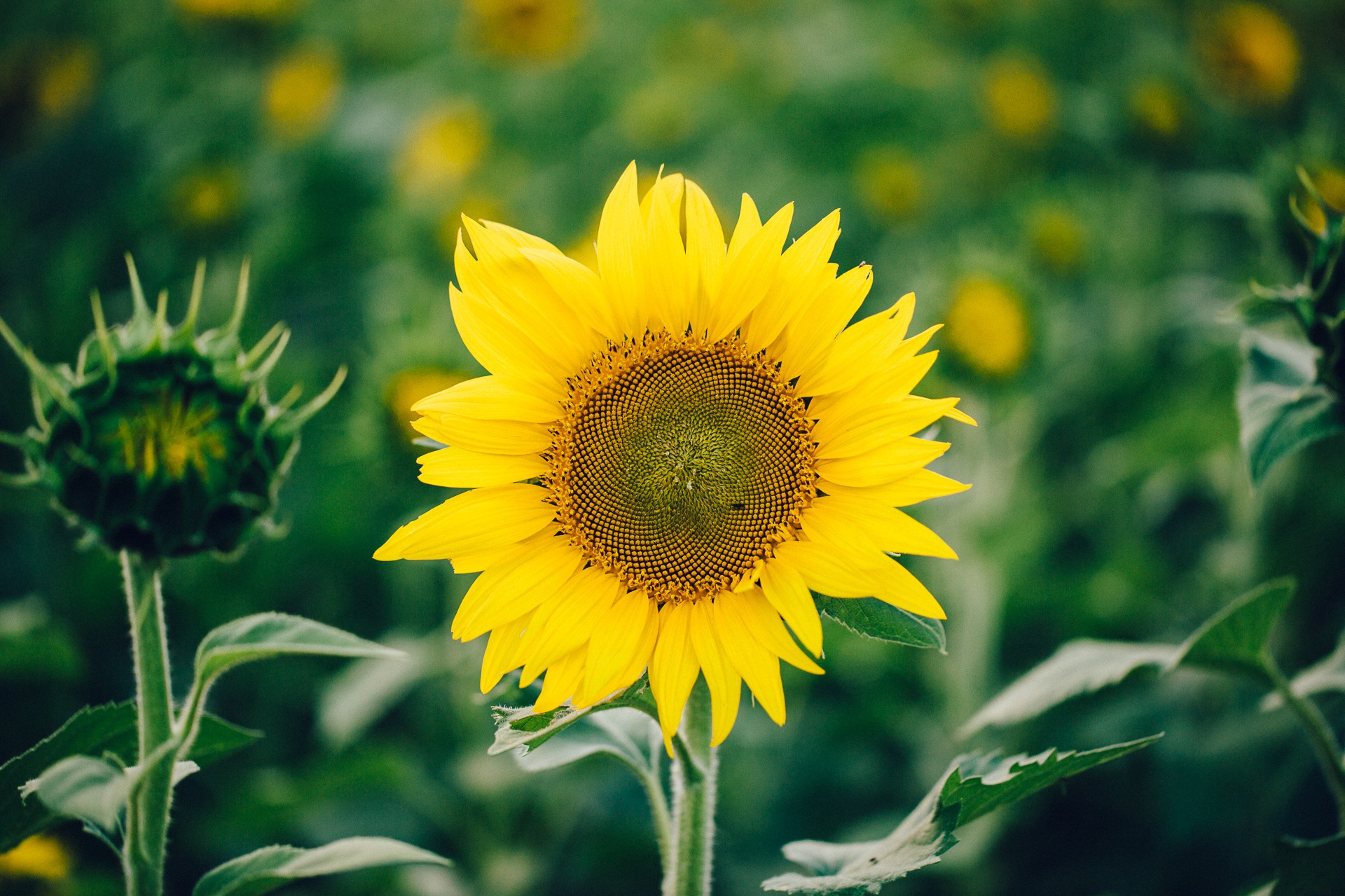 Cleveland Sunflower Field Photos-1.jpg