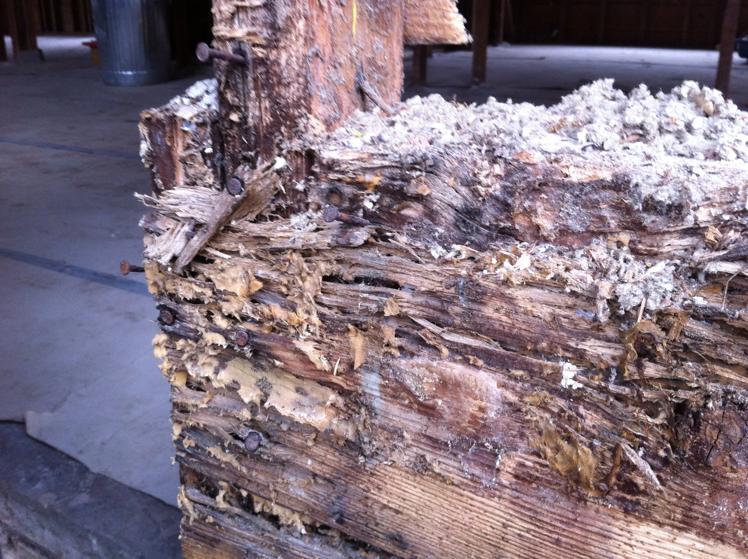 Dryrot and termites