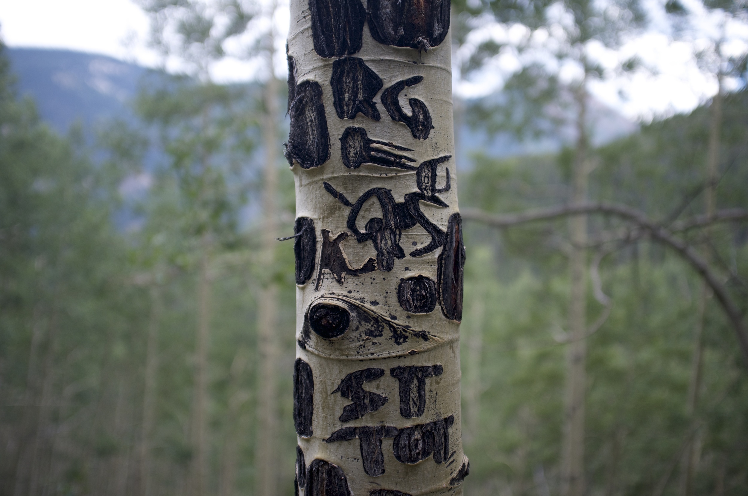 Scarred Aspen