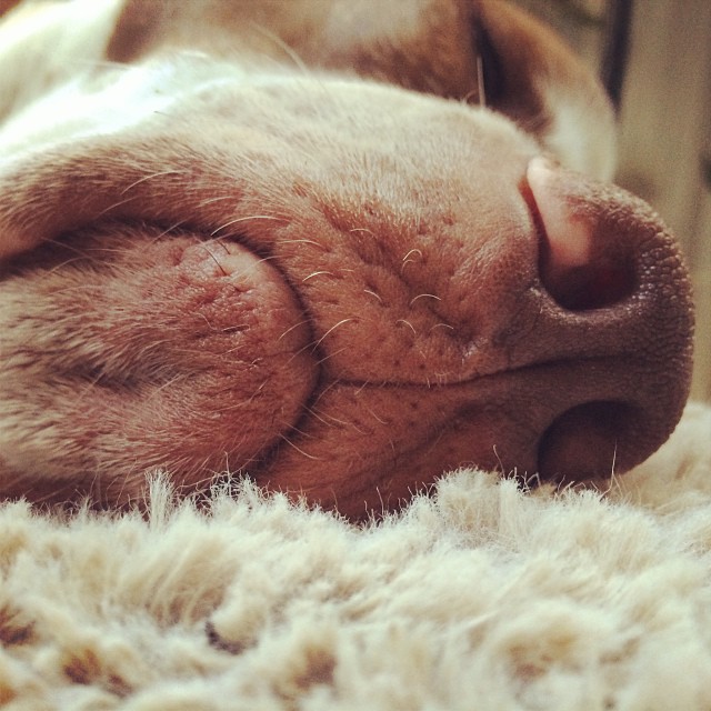 Whiskers. #instanobbs