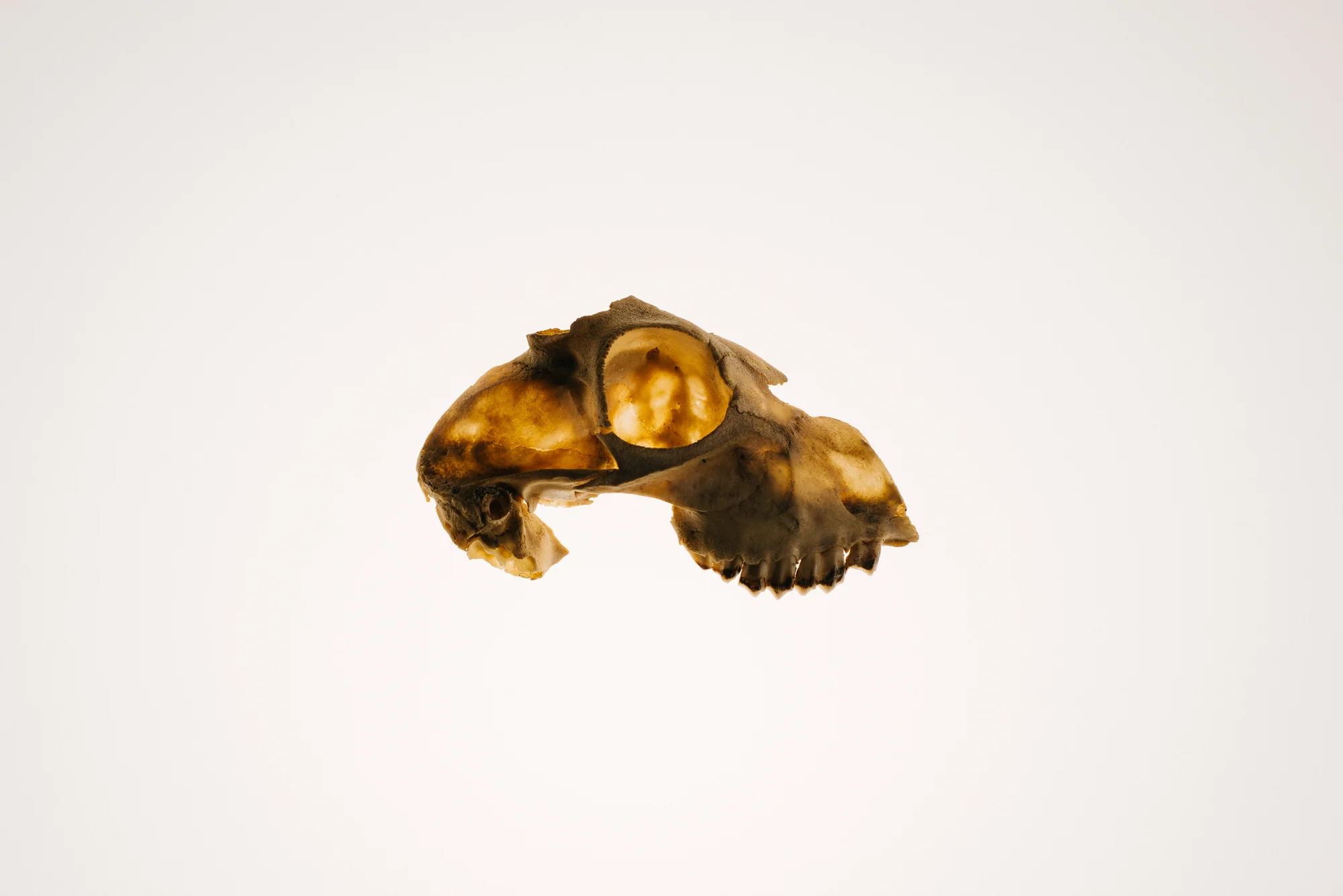 Skulls-0002-2.jpg