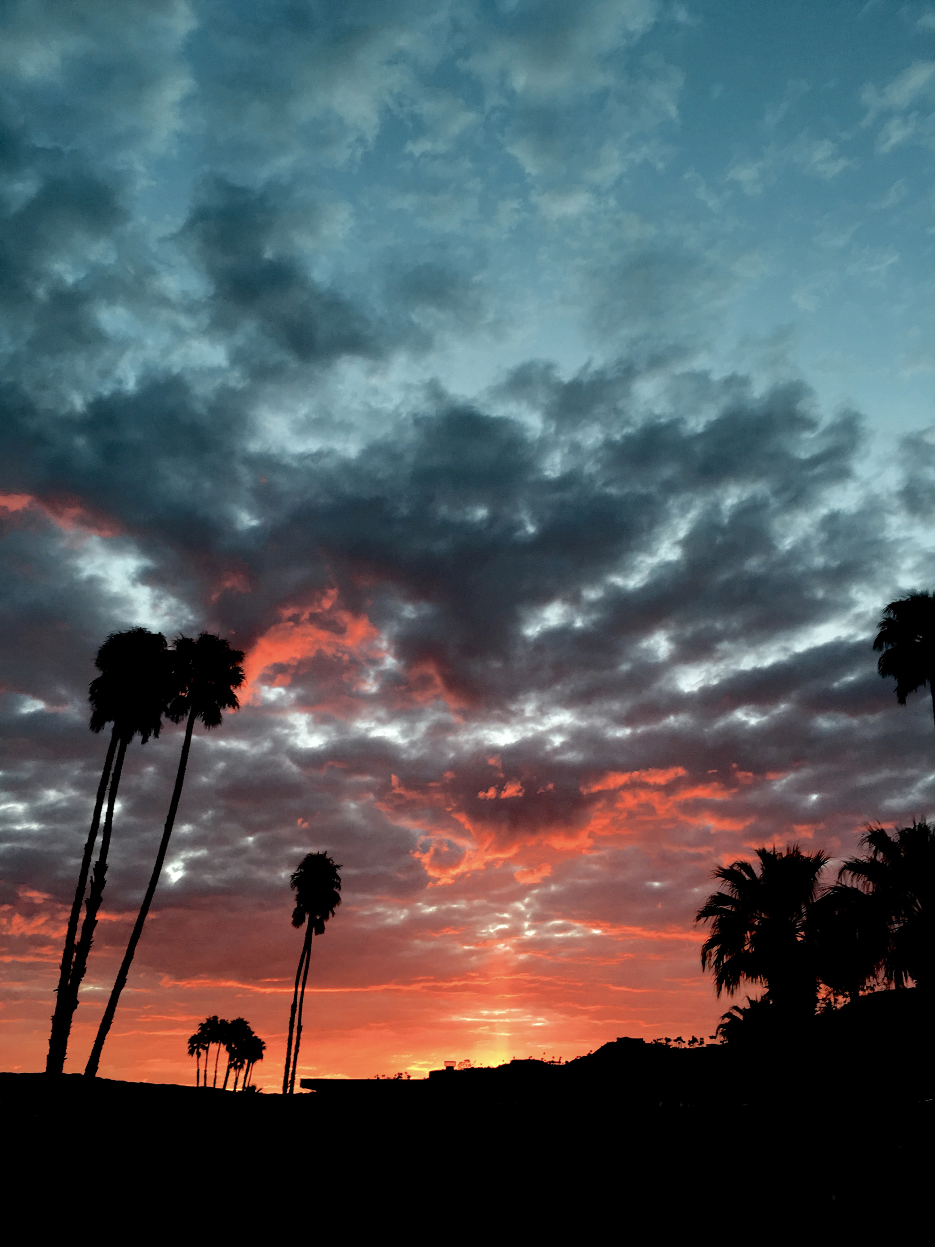 Palm shapes during sunset.
