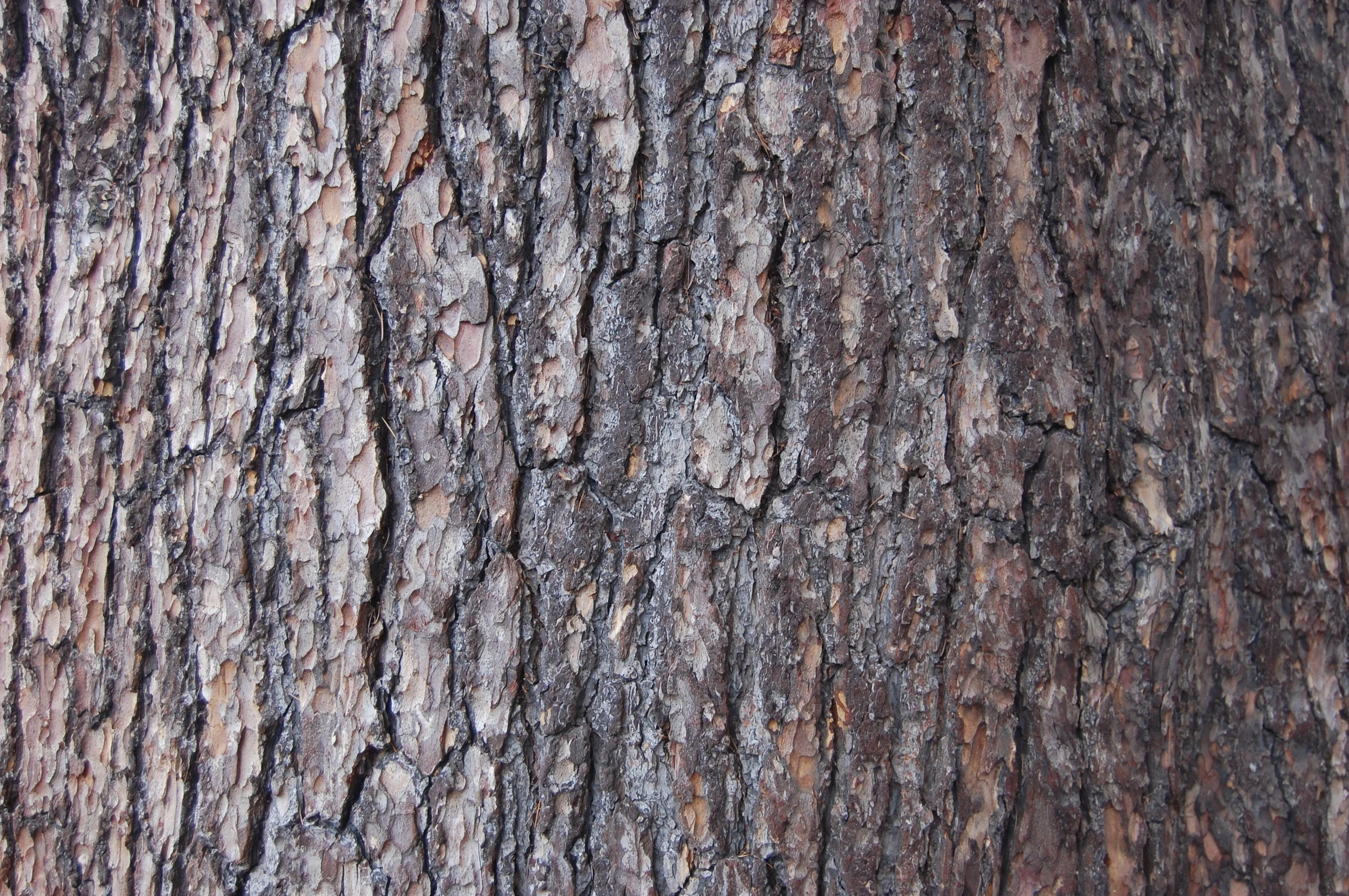 cedrus-libani-trunk.jpg