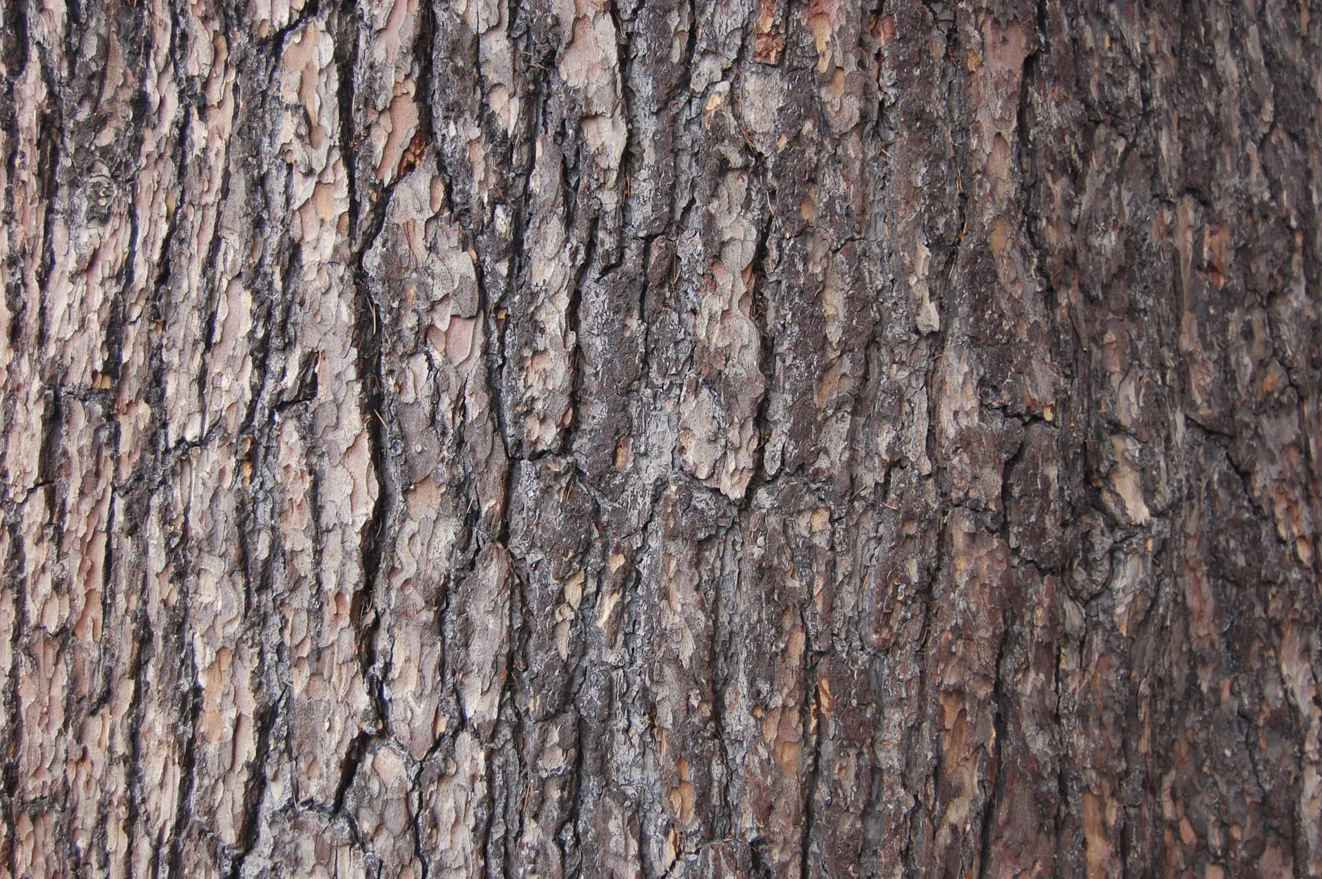 trunk.jpg