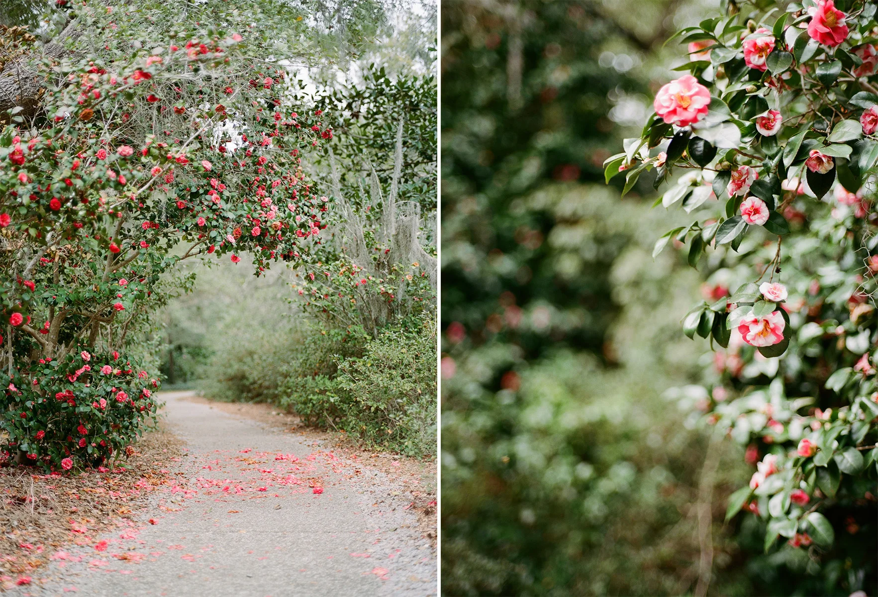 Airlie Gardens Wedding 01.2.jpg