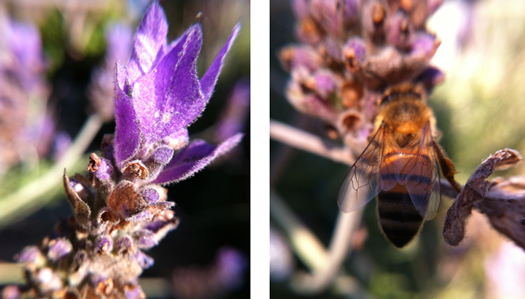 lavender-bee-525x300.jpg