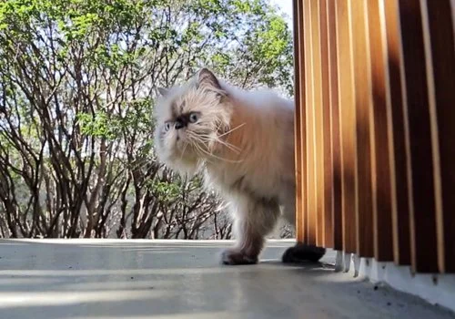 Exploring the Toblerone House...