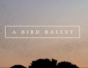 Starling Murmuration: A Bird Ballet