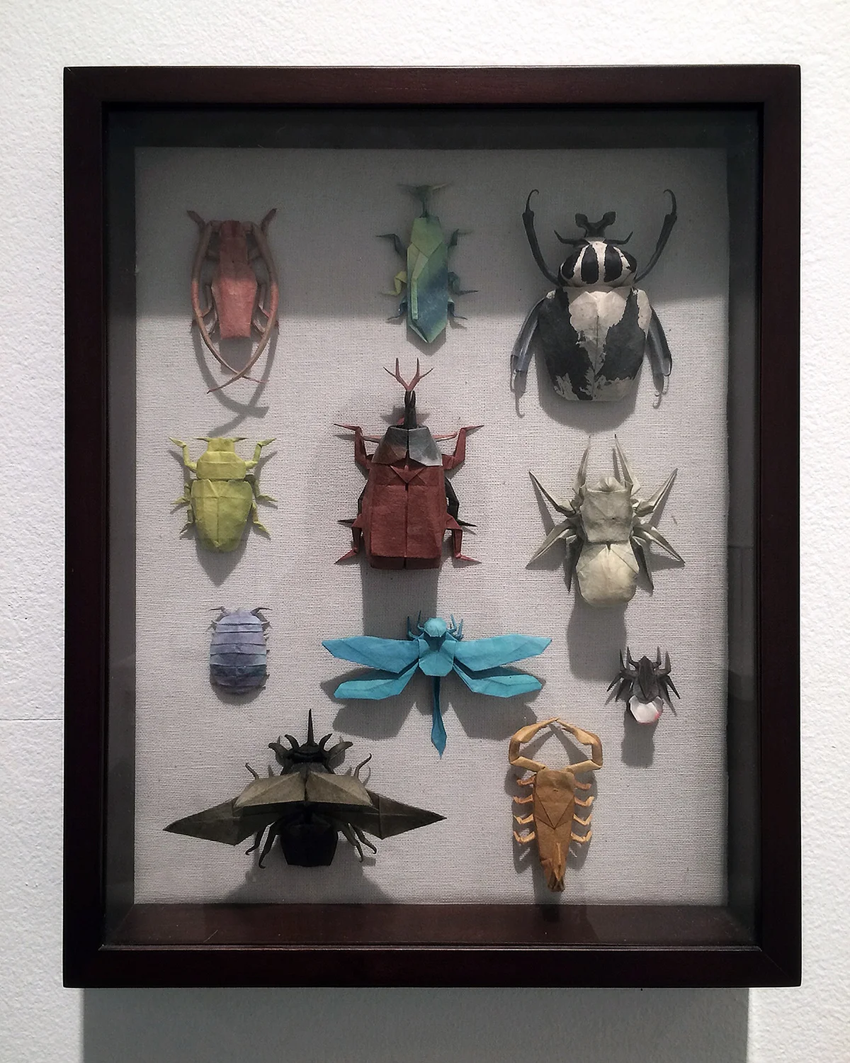 insects