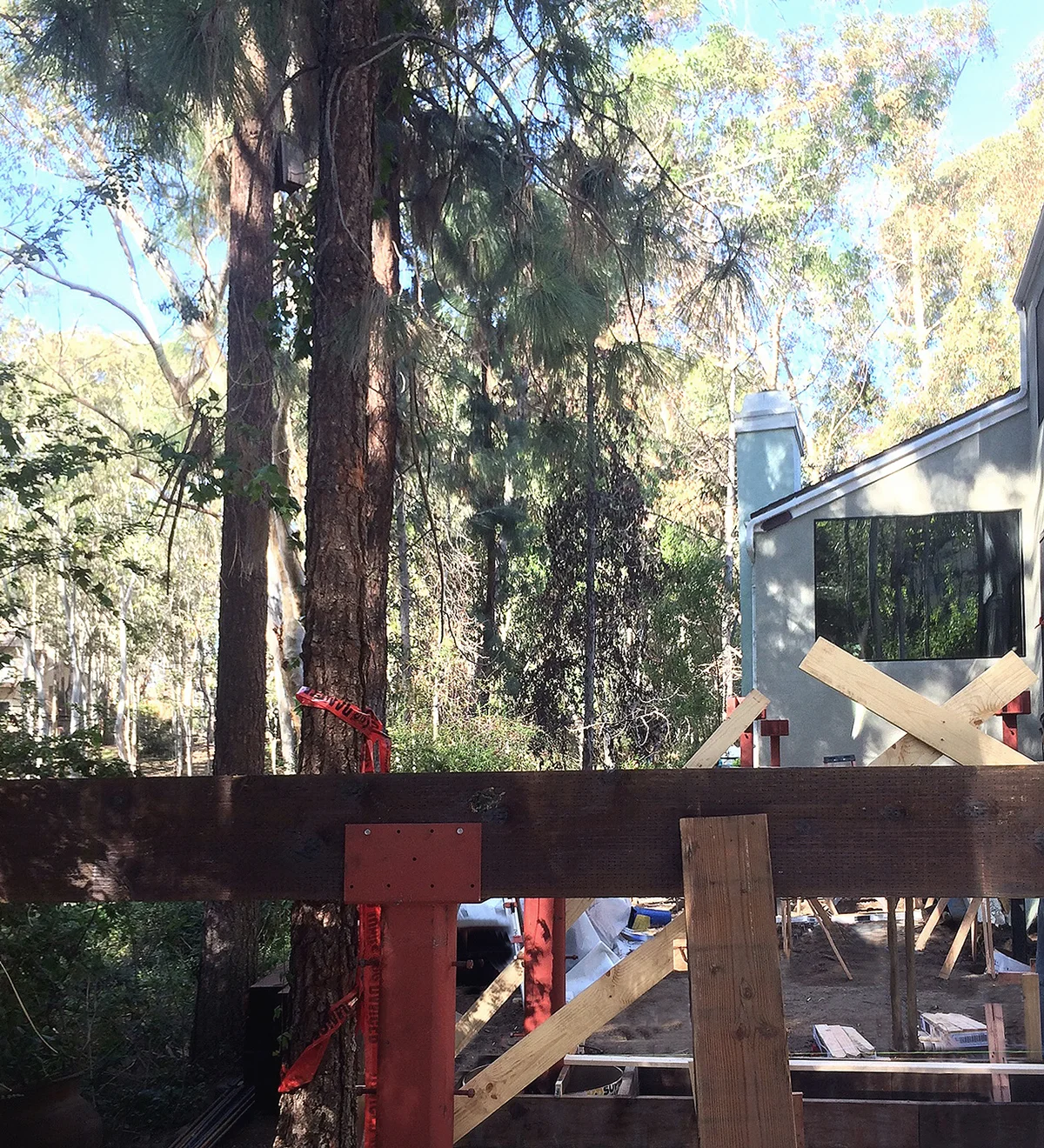 pine tree as integrated natural design element