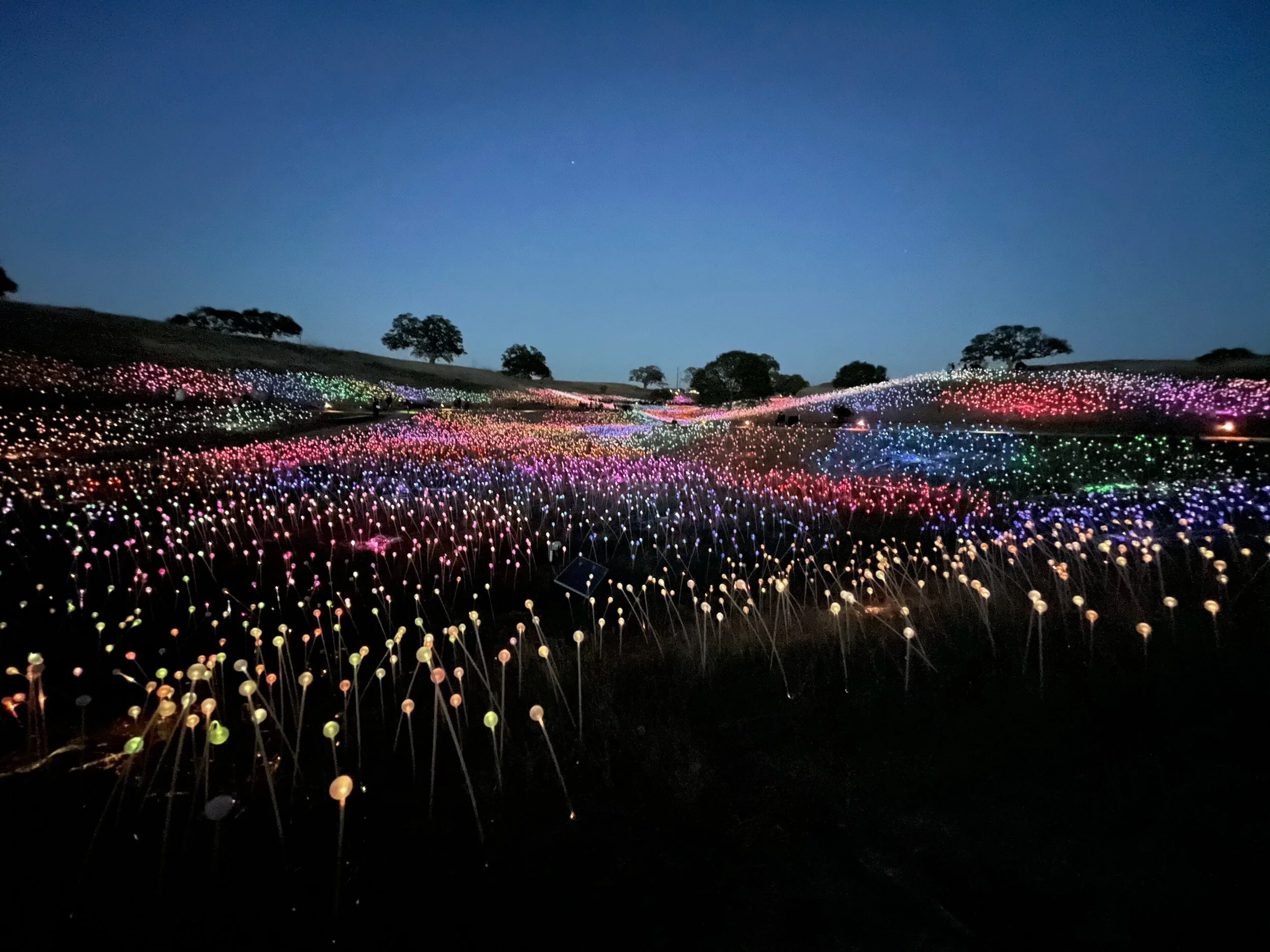 Light at Sensorio: Immersive Art in Paso Robles