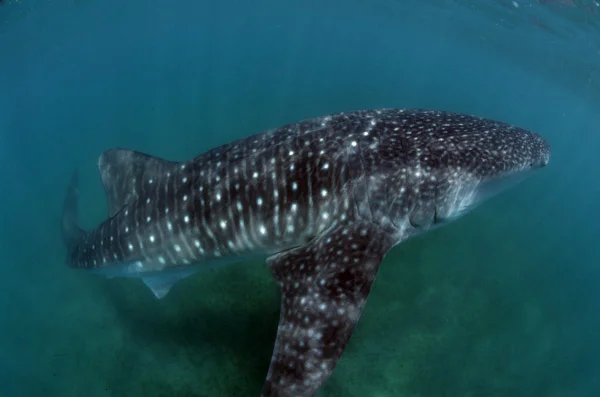 Whale Shark (35 ft.) 2.jpg