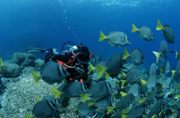 15Diver and fish at Isla Los Islotes.jpg