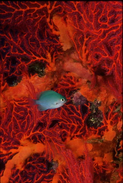 17Fiji Red Fan Blue Fish_1.jpg