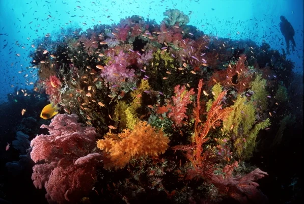 18Fiji Underwater-1.jpg