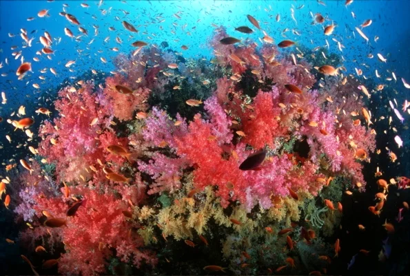 21Fiji Underwater-6.jpg